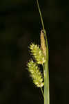 Pale sedge